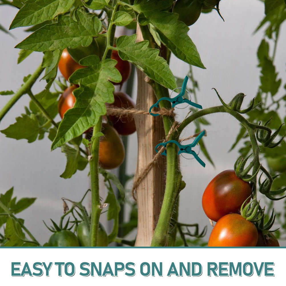 50Pcs Tomato Stem Support Clip – обзор и цена Vine Climbing Plastic