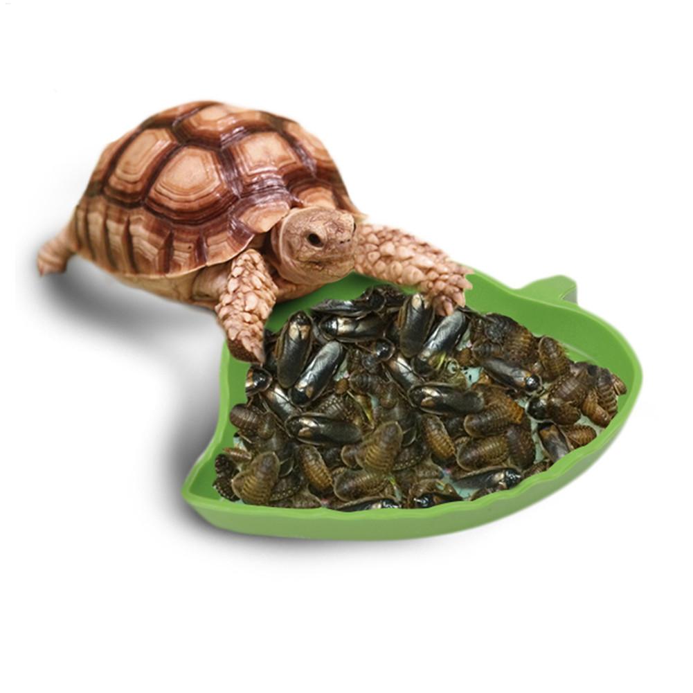 Amphibians Reptiles Feeder Pla – обзор и цена Water Dish Reptile
