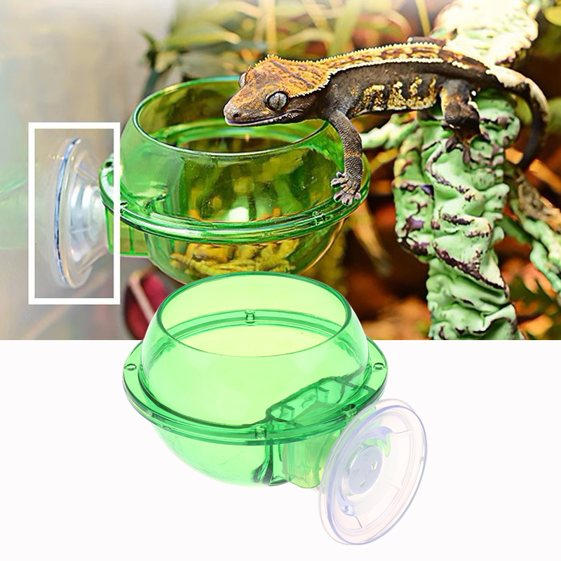 HOT! Arboreal Reptile Live Ant – обзор и цена Water Dish Reptile