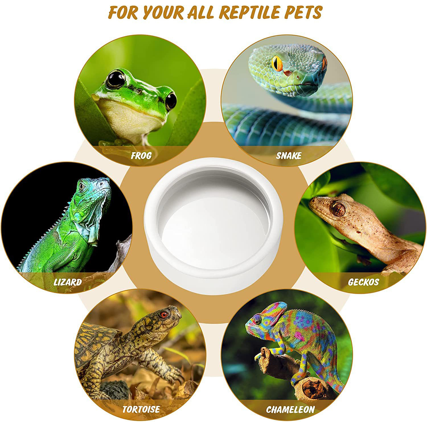 Reptile Food Bowl Feeding and  – обзор и цена Water Dish Reptile