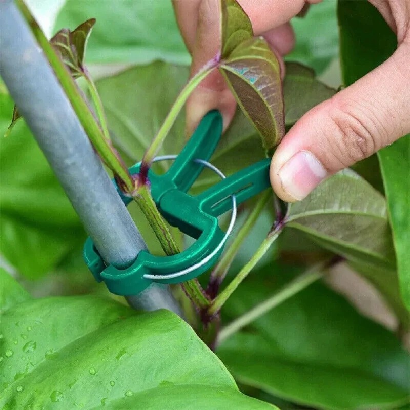 50 Reusable Plant Fixed Clips, – обзор и цена Vine Climbing Plastic